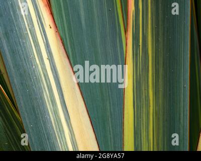 Macrofotografia delle foglie di piante di lino della Nuova Zelanda, catturate in un giardino vicino alla città di Arcabuco nella Colombia centrale. Foto Stock