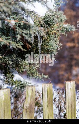 Splendide iciclette appese al ramo di un albero di conifere nel giardino in inverno Foto Stock