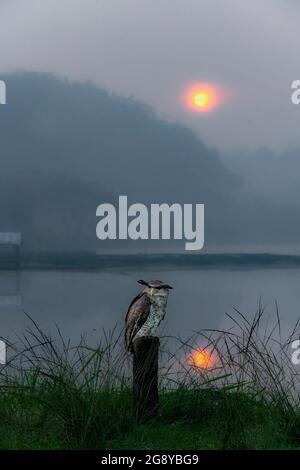 Barred Eagle-Owl con il nome scientifico di Bubbo Sumatrano è in piedi sul palo proprio accanto allo stagno al crepuscolo con sfondo foggy e riflesso del sole Foto Stock