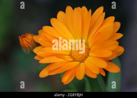 nel mio giardino cresce una marigeta Foto Stock