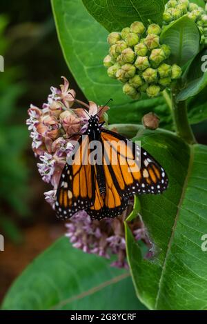 Monarch Butterfly, Danaus plexippus, su Milkweed comune, Asclepias syriaca, nel Seney National Wildlife Refuge, Upper Peninsula, Michigan, USA Foto Stock