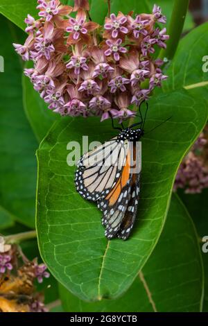 Monarch Butterfly, Danaus plexippus, su Milkweed comune, Asclepias syriaca, nel Seney National Wildlife Refuge, Upper Peninsula, Michigan, USA Foto Stock