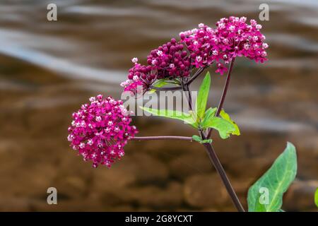 Swamp Milkweed, Asclepias incarnata, al Seney National Wildlife Refuge, Upper Peninsula, Michigan, USA Foto Stock