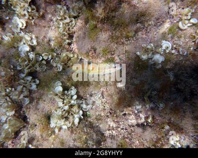 Cotylorhiza Tubercolata, Cassiopea, Mar Mediterraneo Foto Stock