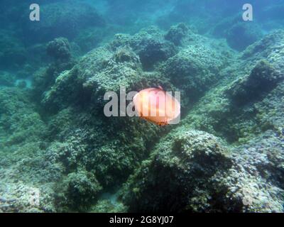 Cotylorhiza Tubercolata, Cassiopea, Mar Mediterraneo Foto Stock