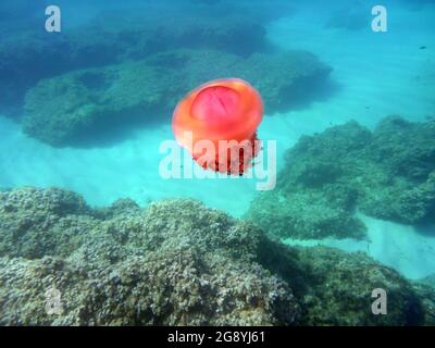 Cotylorhiza Tubercolata, Cassiopea, Mar Mediterraneo Foto Stock