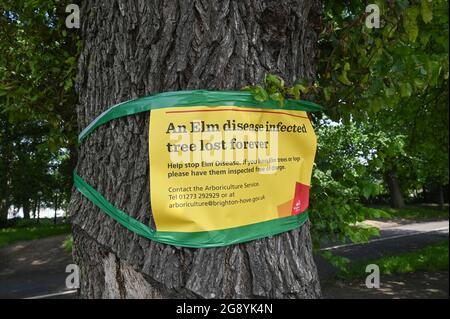 La malattia dell'albero dell'olmo è diventata un problema importante in Brighton Sussex UK UN segno su un albero al livello in Brighton UK Foto Stock