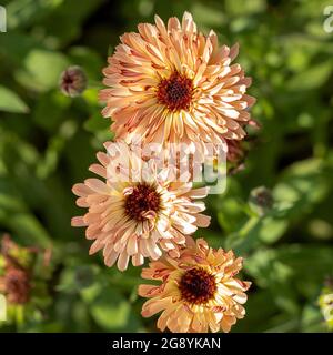 Tocco di varietà Red Buff di Calendula officinalis. Con fronte di petali color caffè e cremisi reverse crescente in un giardino britannico Foto Stock