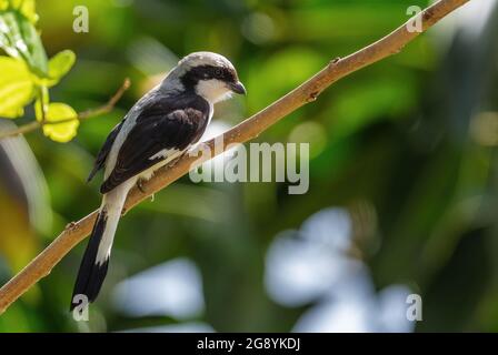 Grey-backed fiscale - Lanius excubitoroides, bellissimo grande uccello perching da cespugli africani e boschi, lago Ziway, Etiopia. Foto Stock