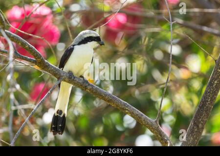 Grey-backed fiscale - Lanius excubitoroides, bellissimo grande uccello perching da cespugli africani e boschi, lago Ziway, Etiopia. Foto Stock