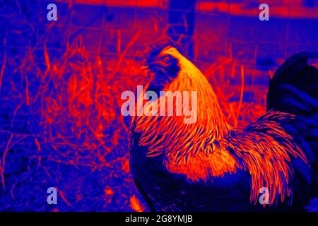 Rooster nel cortile del pollame, la scansione della temperatura corporea dell'animale con una termocamera Foto Stock