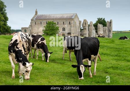 Mucche che pascolano sull'erba di fronte ai resti del Priorato di Binham vicino a Fakenham nel Nord Norfolk. Le rovine sono adiacenti alla Chiesa Priora di Santa Maria. Foto Stock