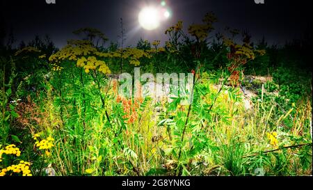 La pianta dello zenzero giallo (Tanacetum vulgare) fiorisce sulla terra desolata di sabbia. Un quadro con un sole luminoso contorno estivo Foto Stock