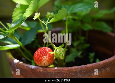 Coltivare la propria varietà di fragole maturanti Hapil coltivando in una pentola Foto Stock