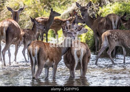 FOTO: JEFF GILBERT 23 luglio 2021, Richmomd Park, Londra, Regno Unito Richmond Deer rinfrescati nel Beverley Brook durante una calda mattina estiva Foto Stock