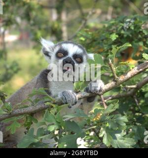 Baby ring coda limur nutrire in un albero al Peak Wildlife Park Foto Stock