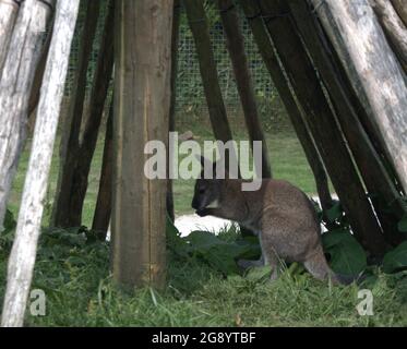 Giovane Joey Wallaby riparando dal calore in una struttura di legno tipo tepie Foto Stock