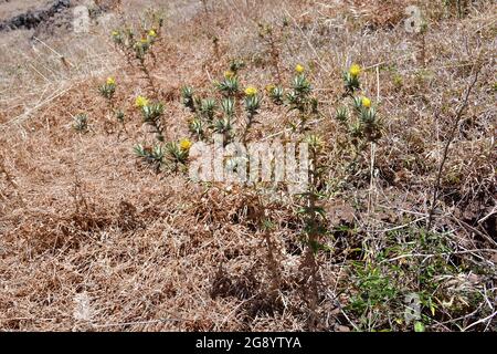 Thistle di pula, zafflatore discendente, Thistle di zafferano, Wollige Färberdistel, Wolliger Saflor, Carthamus lanatus, sáfrány bogáncs, Madera Foto Stock