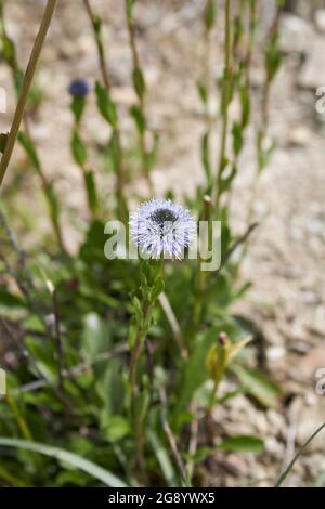 Globularia punctata fiore blu primo piano Foto Stock