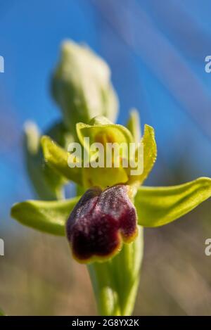 Ophrys fusca marrone e infiorescenza rossa Foto Stock