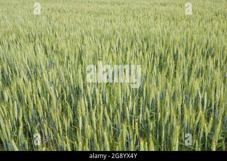 Triticum aestivum campo agricolo Foto Stock