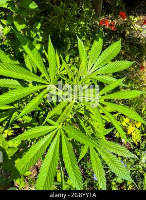 La pianta di cannabis fiorisce in estate Foto Stock