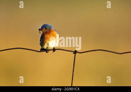 Maschio orientale bluebird con insetto preda Foto Stock