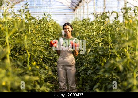 Sorridente giovane agricoltore femmina con pomodori freschi in piedi tra piante a serra Foto Stock