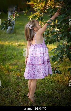 Ragazza che raggiunge a ciliegie su albero in cortile Foto Stock