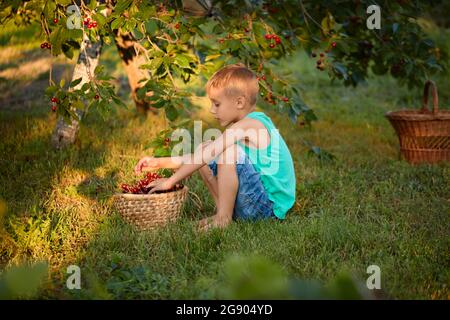 Ragazzo che raccoglie ciliegie da albero in cortile Foto Stock