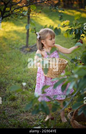 Ragazza carina che raccoglie ciliegie in cortile Foto Stock