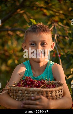 Ragazzo sorridente che tiene un cestino di ciliegie appena raccolte Foto Stock