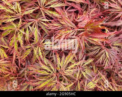 Primo piano di foglie d'acero giapponese rosse e dorate Foto Stock