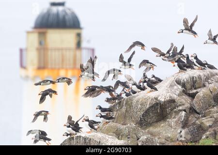 Puffins prendere il volo sull'isola di maggio, Fife, Scozia, Regno Unito - con l'Osservatorio Bird dietro Foto Stock