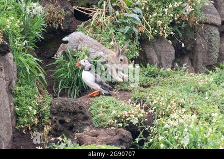 Coniglio e puffin sull'isola di maggio, Fife, Scozia, Regno Unito - un esempio di comensalismo - puffin usano burrows di coniglio disusato Foto Stock