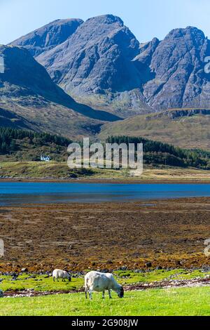 Regno Unito, Scozia, pecore che pascolo vicino alla riva di Loch Slapin con montagne di Cuillin nero sullo sfondo Foto Stock