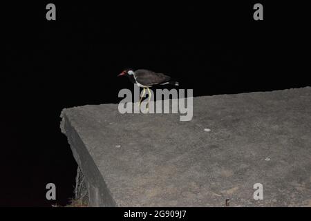 Il lapping wattled rosso è un lapping asiatico o un grande amante, un wader della famiglia Charadriidae. Come altri lapwings sono uccelli di terra che sono incapaci di perching. Colombo, Sri Lanka. Foto Stock