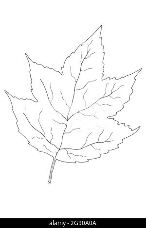 Autunno ,foglia cartone animato isolato illustrazione,linea art. Foto Stock