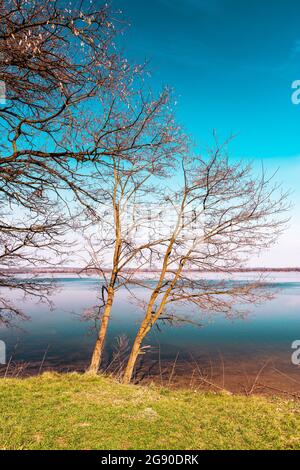 Alberi senza frondoli in primavera che crescono sulla riva del lago in una bella giornata di sole. Foresta sull'altro lato del lago. Blu, cielo senza nuvole e calma, Foto Stock