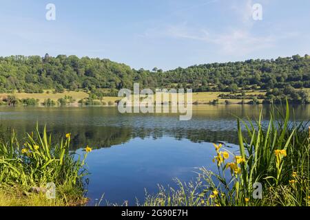 Bandiera gialla (Iris Pseudacorus) fiorente sulla riva di Schalkenmehrener Maar Foto Stock