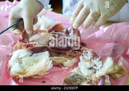 Esecuzione di necropsia di pollame da ricercatore veterinario. Dissezione post mortem Foto Stock