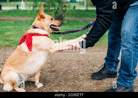 Uomo che fa una stretta di mano con il cane al parco Foto Stock