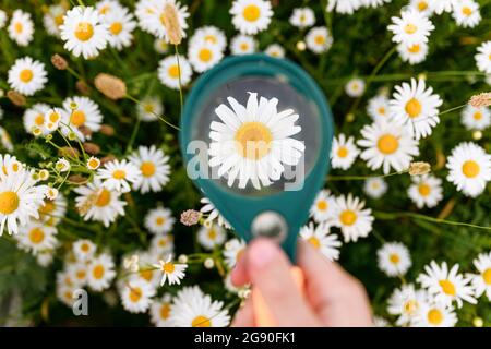 Ragazzo tenendo lente di ingrandimento sopra camomilla campo di fiori Foto Stock