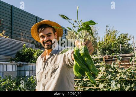 Giovane uomo sorridente con cappello di paglia che mostra peperoni freschi verdi in piedi in giardino durante la giornata di sole Foto Stock