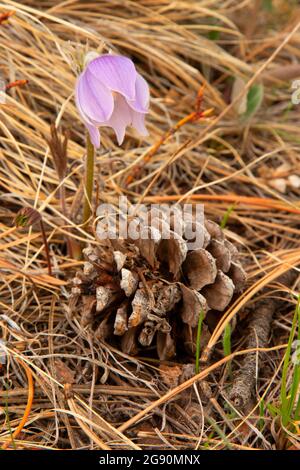 Pasqueflower (Anemone patens) lungo Canyons Trail, Jewel Cave National Monument, South Dakota Foto Stock