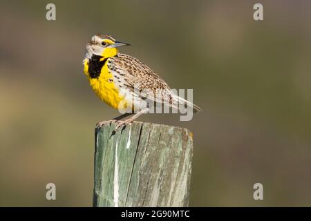 Western meadowlark, Custer state Park, South Dakota Foto Stock