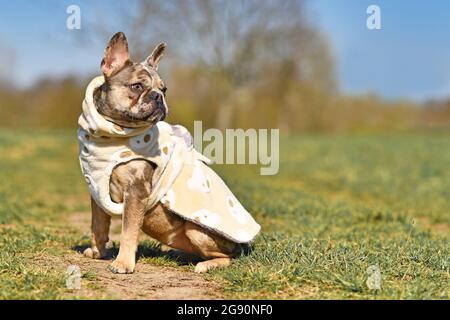 Cani da bulldog francesi color Merle che indossano accappatoio in pile tessuto da asciugare più velocemente dopo il nuoto Foto Stock