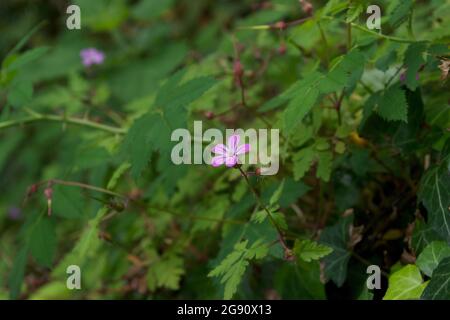 Particolare di Herb Robert (Geranium robertianum) che cresce su una riva verde ombreggiata: Piccolo attraente fiore rosa / viola su un gambo lungo con germogli, sopra la grea Foto Stock