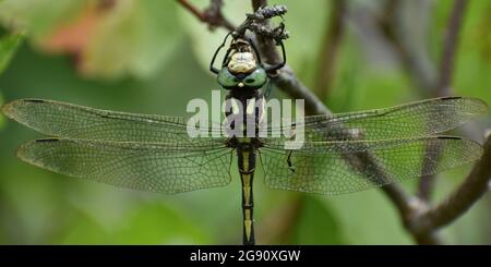 Closeup Western Flying Adder Dragonfly / Spike Tail con le ali trasparenti che riposano sul fogliame negli Ozarks Foto Stock