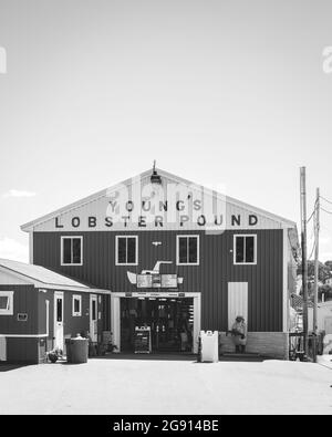 Youngs Lobster Pound, a Belfast, Maine Foto Stock